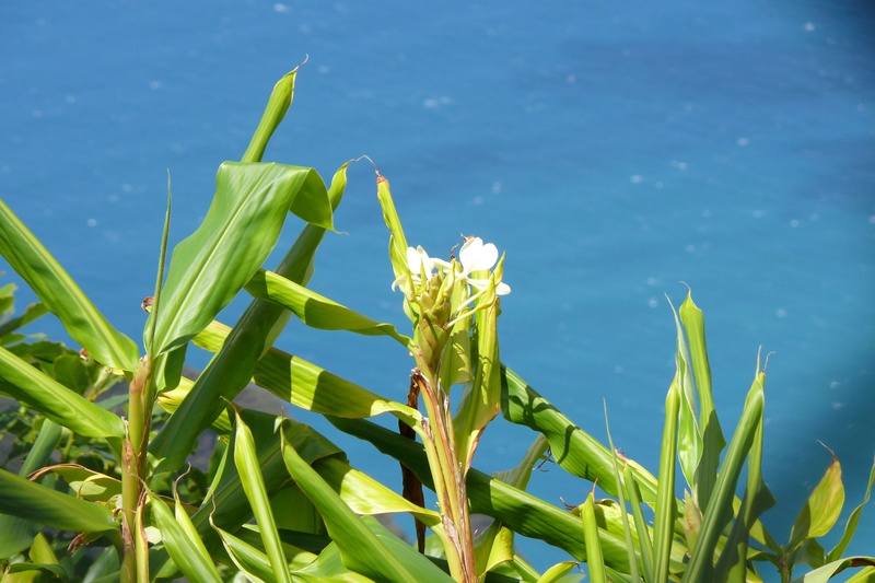 plant part, tranquility, blue, sunlight, outdoors, close-up, focus on foreground, 2K, beauty in nature, growth, no people, kauai, land, ocean, freshness