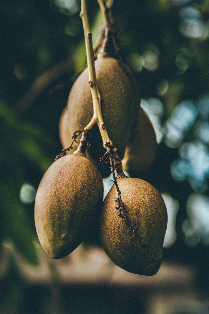 wood, hawaii, bokeh, fruit, healthy eating, freshness, kauai, macro, island, plant part, nature photography, close-up, day, branches, tree, focus on foreground
