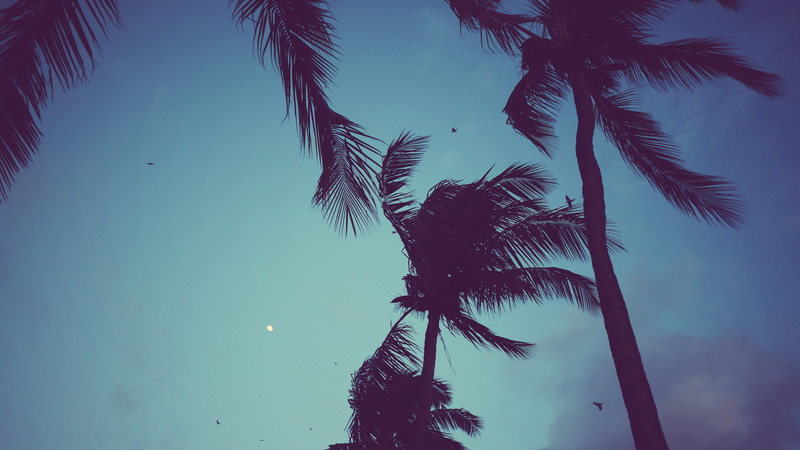 moon, sky, scenics - nature, coconut palm tree, nature, cloud - sky, palm leaf, silhouette, palm trees, tropical climate, kauai, island, leaf, growth, dusk