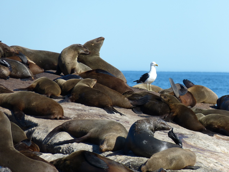 pelzrobbe, aquatic mammal, underwater, animal, rock - object, outdoors, south africa, bird, large group of animals, beach, landscape, mammal, animal family