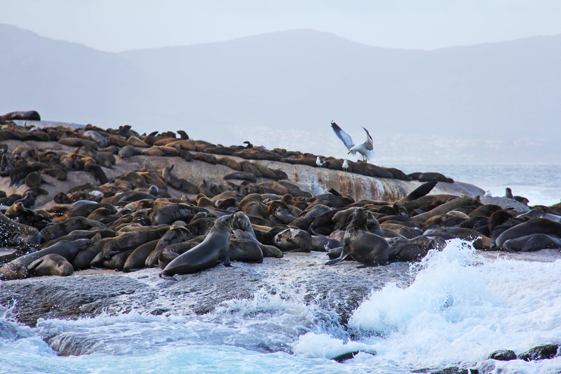 seals, rock - object, cute, water, thousands, animals in the wild, bird, 2K, land, seal - animal, group of animals, amazing, no people, nature, scenics - nature
