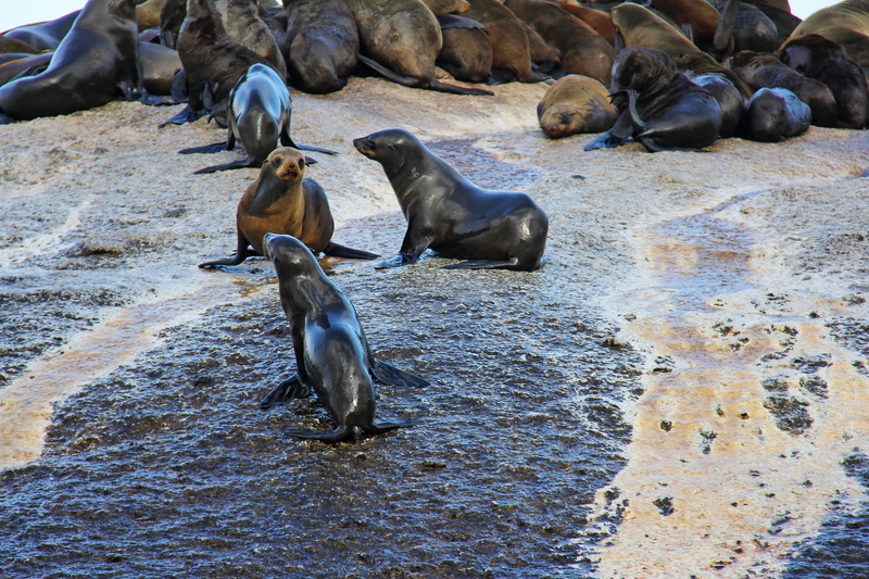 cape town, exciting, animal wildlife, Island, ocean, marine, Seals, high angle view, 2K, interesting, group of animals, south africa, day, no people, herbivorous