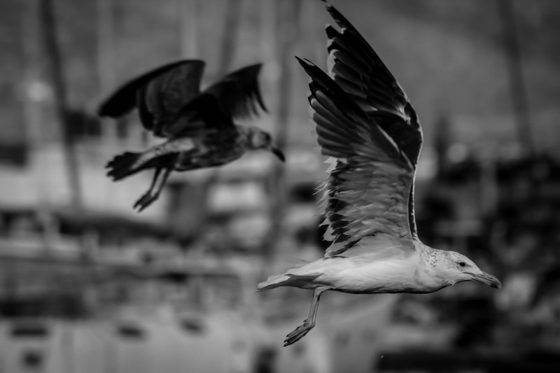 close-up, nature, vertebrate, animals in the wild, focus on foreground, mid-air, outdoors, motion, animal wing, animal wildlife, bird, seagull, no people