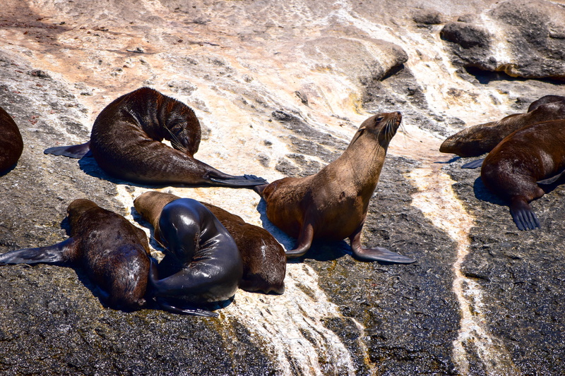 outdoors, wildlife, seal island, vertebrate, relaxation, rock, rock - object, sea lion, group of animals, marine, no people, hout bay, seal - animal, 5K