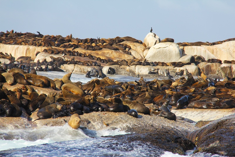 cape town, mountain, water, rock, bay, mammal, bird, interesting, seal, solid, cute, large group of animals, travel, rock - object, animal themes, seals