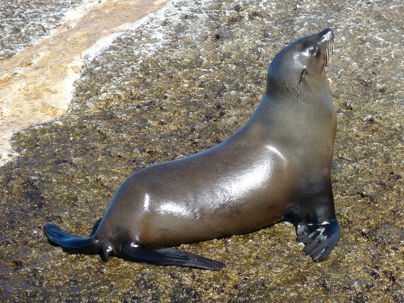 seal - animal, marine, sea, rock, no people, hout bay, beach, vertebrate, ocean, 4K, animal themes, pelzrobbe, day, cape peninsula, land, Mammal, solid