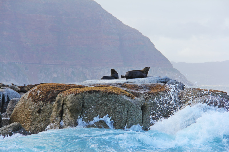 cape town, coastline, atlantic, mountain, interesting, aquatic mammal, beauty in nature, no people, water, marine, bay, mammal, sea, solid, island, bird