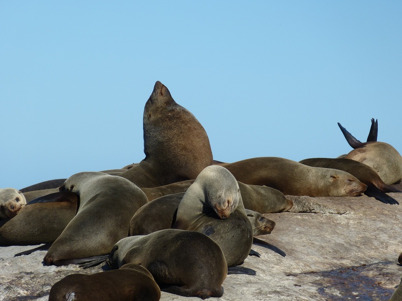 robbe, cape, clear sky, ocean, meeresbewohner, pelzrobbe, island, cape peninsula, mammal, seals, south africa, sea, seal - Animal, animals in the wild