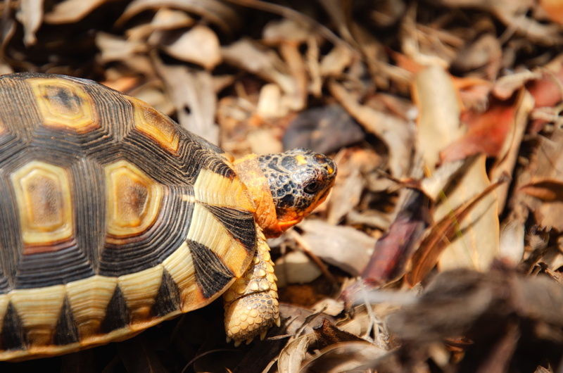 africa, close-up, animal, shell, one animal, cape, wild, animal themes, selective focus, no people, angulate tortoise, turtle, 4K, vertebrate, land, animals in the wild