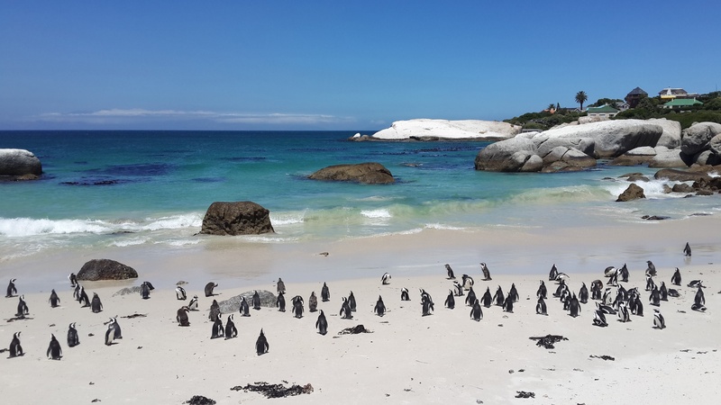 day, penguins, ocean, sky, animal, horizon over water, travel, many, land, boulders, vacation, outdoor, animal wildlife, beach, bird, landscape, large group of animals