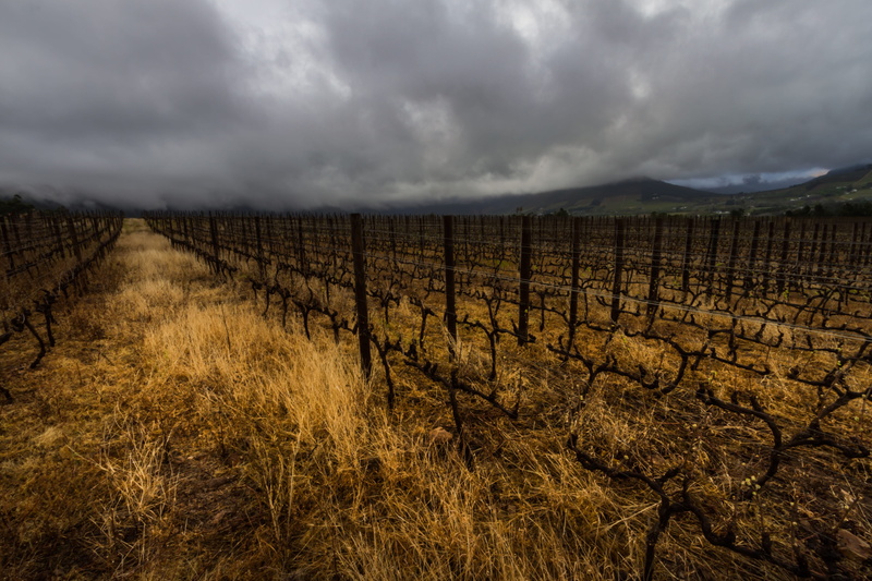 outdoors, yellow, south-africa, land, no people, scenics - nature, boundary, cloud - sky, ominous, non-urban scene, field, yellow grass, 4K, nature, overcast