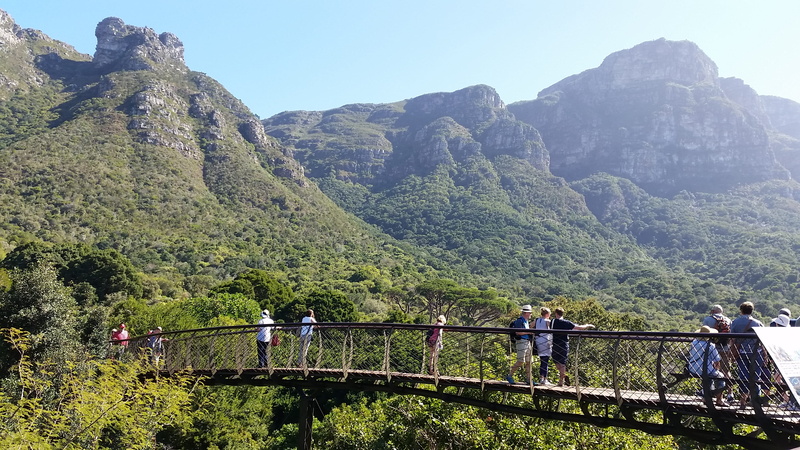 tree, walkway, outdoors, building, leisure activity, plant, Botanical, western cape, railing, tranquility, kirstenbosch botanical gardens canopy walkway " boomslang"