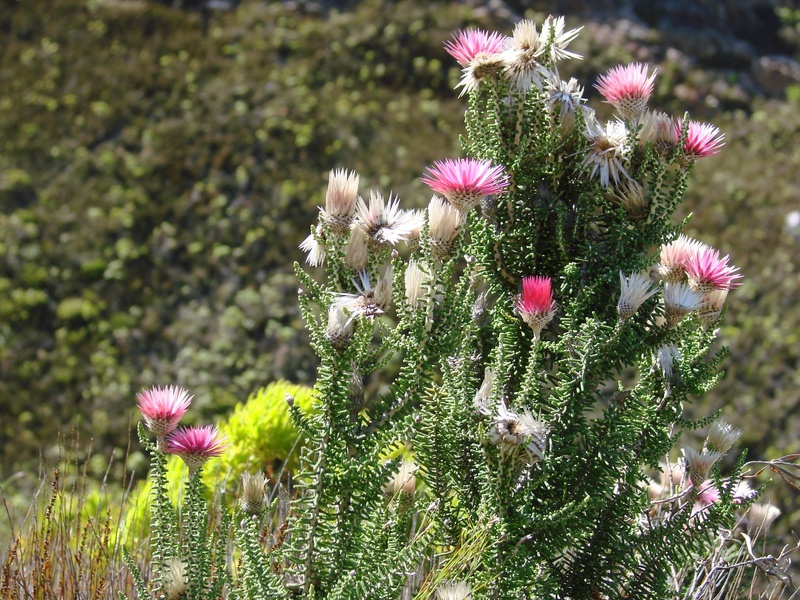 freshness, one of 8000 species occurring there, succulent plant, inflorescence, fragility, no people, plant, needle - plant part, flower, hardy, nature