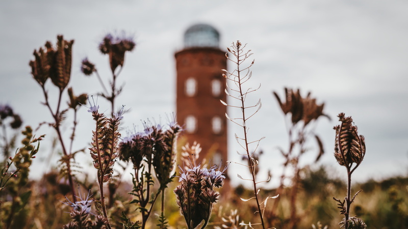 western pomerania, nature, brick, growth, beauty in nature, fragility, plant, landscape, selective focus, background, no people, freshness, foresight, outdoors