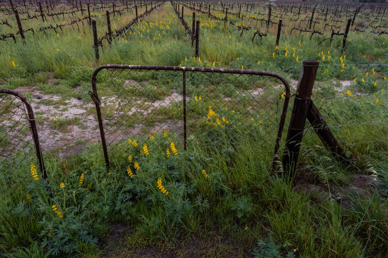 field, nature, gate, vineyard, dramatic clouds, grass, outdoors, 5K, barrier, wine, boundary, plant, environment, no people, fence, africa, growth, western-cape
