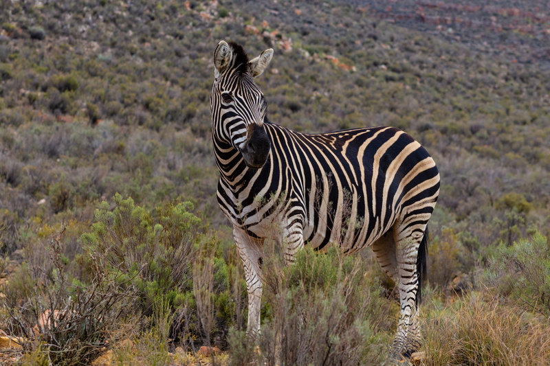 standing, animal themes, plant, western cape, foal, nature, eating, wilderness, food, grassland, vertebrate, animal, outdoors, safari, full length, mammal