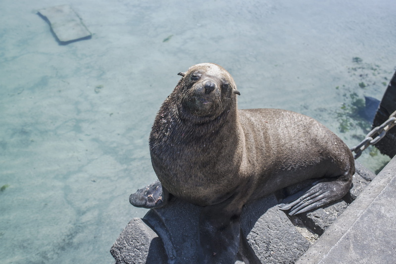 sea, animal themes, vertebrate, animal wildlife, animals in the wild, sea lion, hout bay, mammal, seal - animal, south africa, water, harbor, outdoors