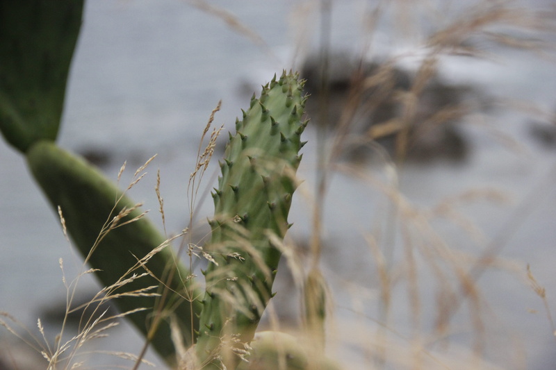 cactus, close-up, peaceful, sea side, peace, nature, seaside, calm, leaf, tranquility, sunlight, water, white color, calella de palafrugell, green color