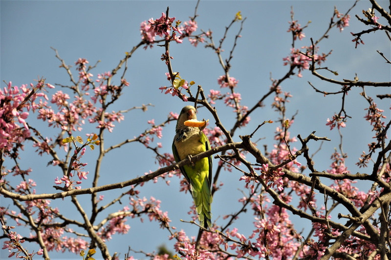 outdoors, no people, growth, street, branch, animal themes, vertebrate, flowering plant, plant, 2K, beauty in nature, parrot, sky, spain, animal, spring
