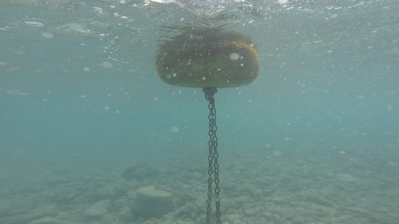 nature, one animal, hanauma bay, food and drink, close-up, bouy, transparent, food, ocean, sea, outdoors, bubble, no people, hawaii, honolulu, underwater