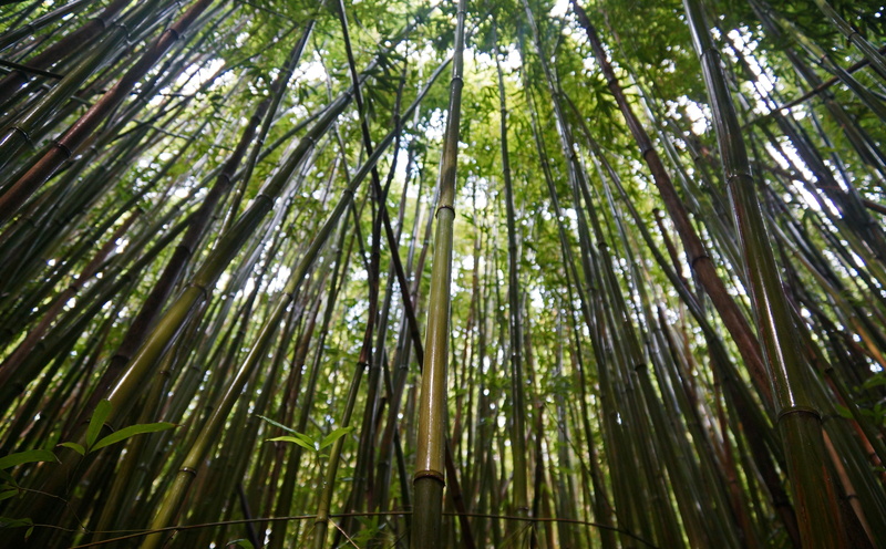 ridge, geotagged, bamboo - plant, Islands, tree canopy, unitedstates, green color, slta77, forest, Hana, low angle view, Sony, nature, tree trunk, Travel