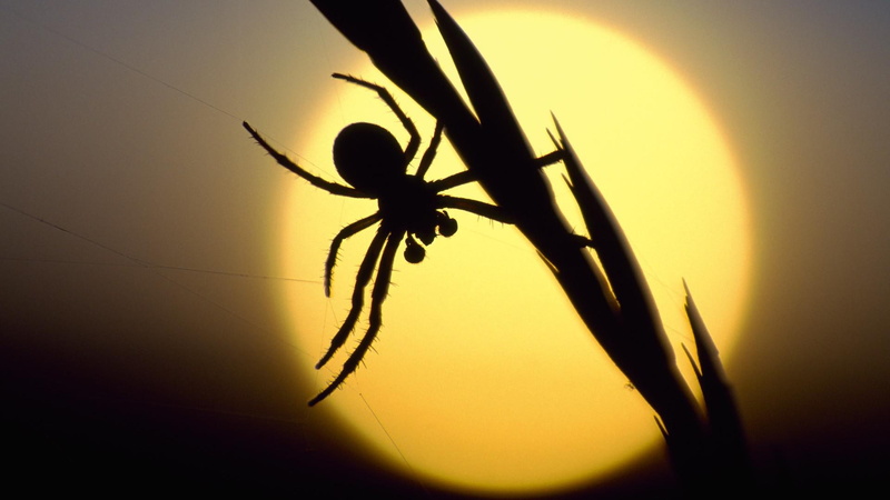 1080P, silhouettes, spiders, insects, scotland, best, sunset