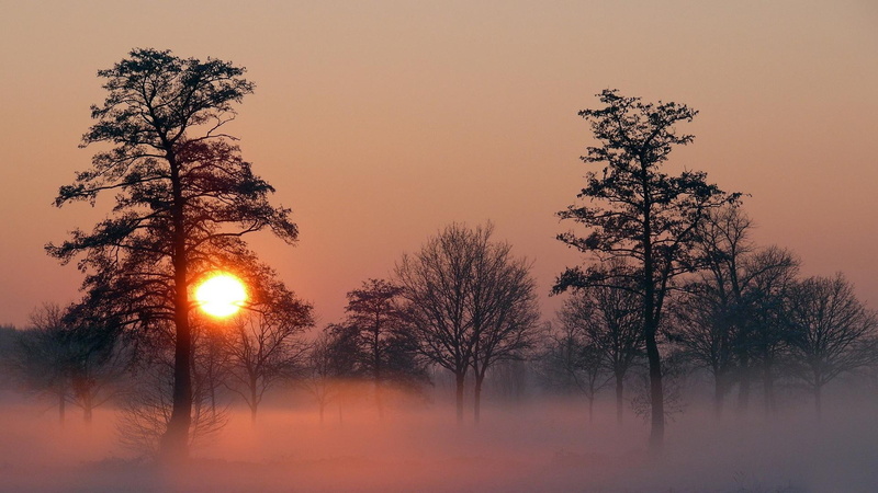 orange color, outdoors, land, sun, tranquil scene, landscape, best, tree, nature, plant, scenics - nature, beauty in nature, sky, silhouette, time, winter