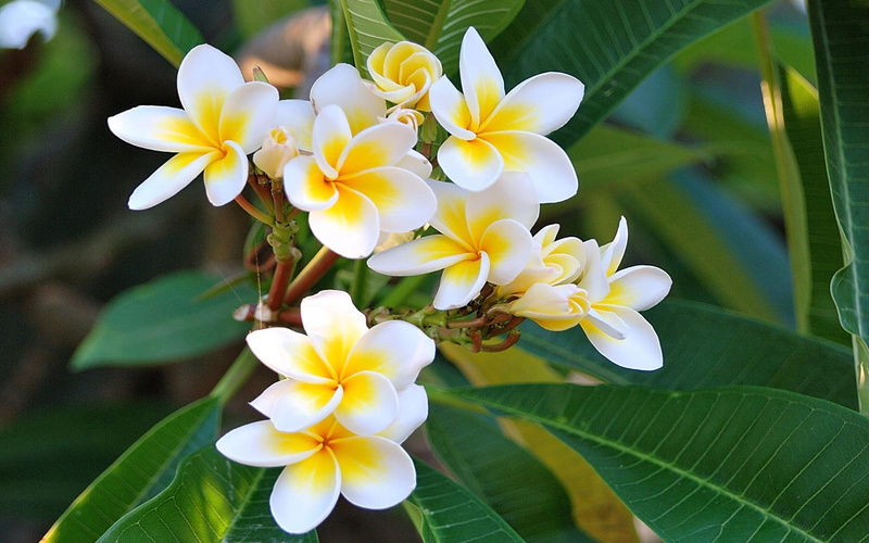 close-up, frangipani, day, no people, hawai, flower head, tropical, leaf, 4K, flowering plant, nature, white color, plumeria, white, pollen, plant, freshness