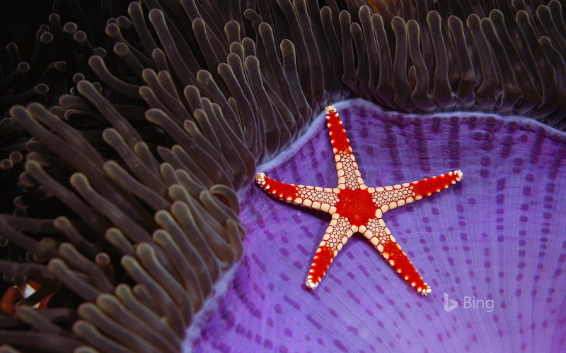 1080P, marine, beauty in nature, island, star, shape, starfish, animal wildlife, invertebrate, star shape, close-up, sea life, water, animal, undersea