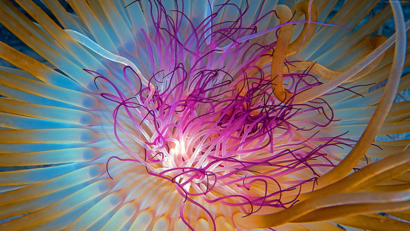 4k pics, Malaysia, Georgia, Atlanta, jellyfish, Indian Ocean, 4K, Worlds best diving sites, diving, tourism, orange, Blue