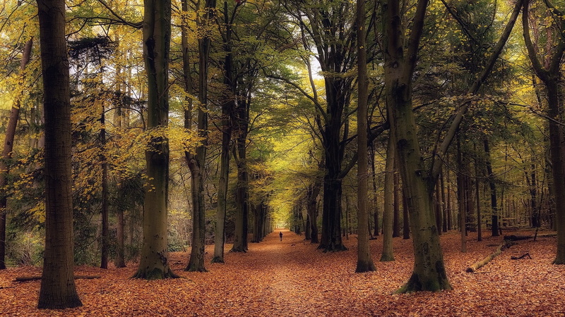 scenics - nature, direction, trunk, growth, no people, non-urban scene, tree, the way forward, woodland, land, treelined, tranquility, nature, bamboo - plant