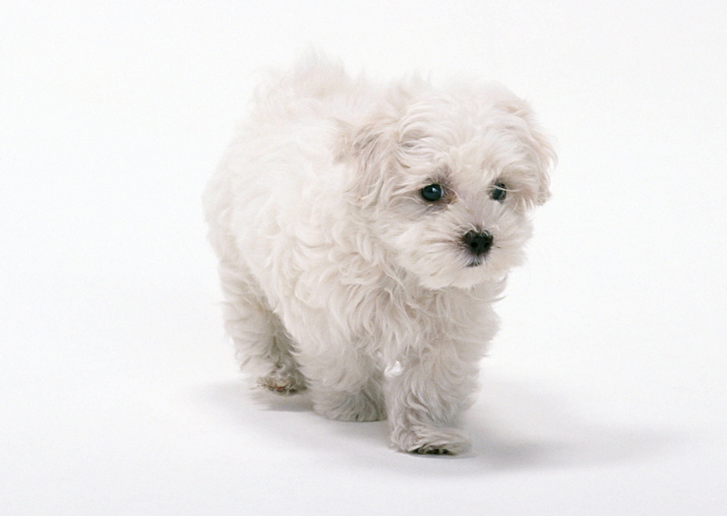 domestic Animals, studio Shot, sitting, maltese, indoors, animal themes, looking, dog, small, one Animal, animal Hair, obedience, puppy, canine, fluffy