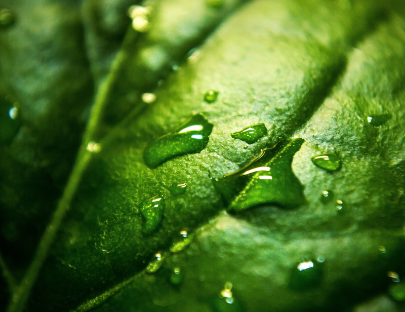 freshness, no people, purity, macro 4k best  for desktop background, dew, leaves, outdoors, close-up, growth, full frame, wet, rain, raindrop, leaf, drop