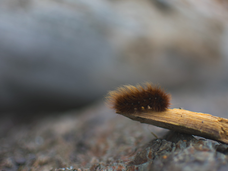 outdoors, day, spiky, caterpillar, animals in the wild, animal, tiny, close-up, nature, brown, insect, one animal, still life, fall, selective focus, textured
