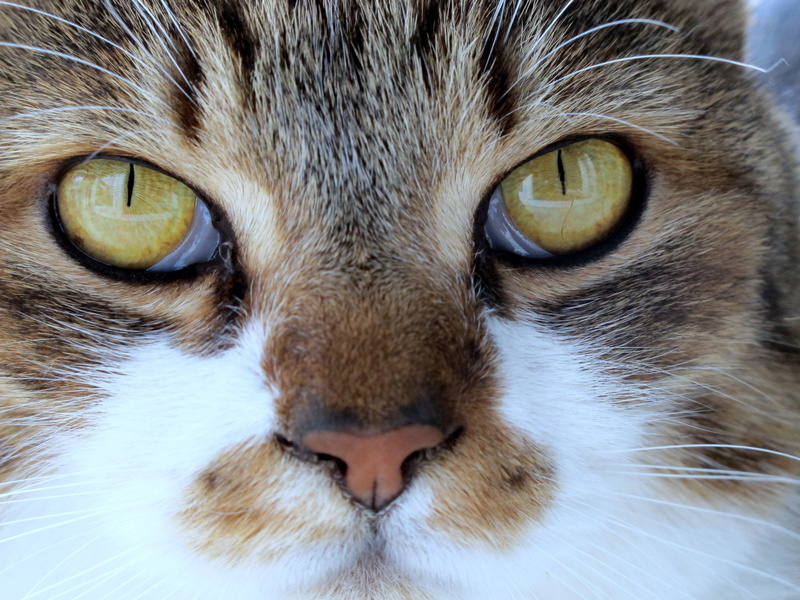 domestic, piemonte, animal, animal nose, portrait, cat, animal body part, vertebrate, feline, one animal, domestic animals, animal mouth, eye, feline pet