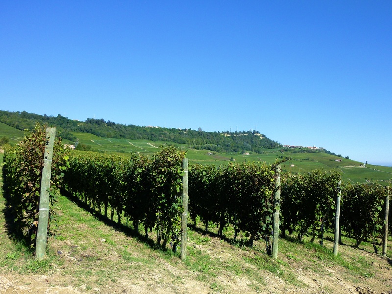 scenics - nature, 2K, landscape, tranquility, beauty in nature, field, italy, winemaking, plantation, rural, clear sky, no people, viticulture, green
