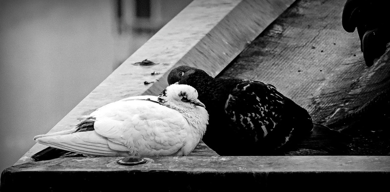torino, nature, 2K, piemonte, outdoors, pier, animal, railing, roofs, perching, one animal, focus on foreground, no people, animals in the wild, animal themes