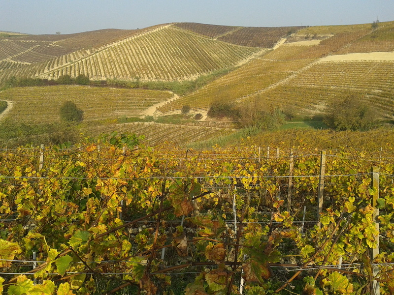 Langhe, screw, grapes, hills, plant, tranquil scene, photography, growth, Monferrato, beauty in nature, farm, no people, rural scene, Vineyards, leaf, landscape