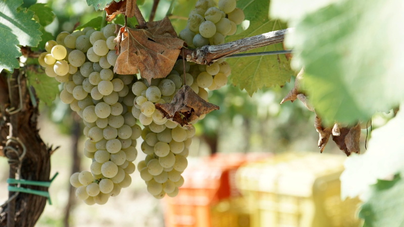 saint emilion, selective, leaf, autumn, hanging, plant part, vineyards, no people, grape, italy, winemaking, screw, landscape, vine, growth, green, vineyard