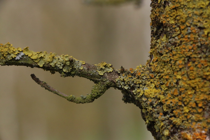 campaign, trunk, change, tree trunk, mushrooms, branches, tree, piemonte, italy, tranquility, forest, orange, beauty in nature, plant, hill, close-up, yellow