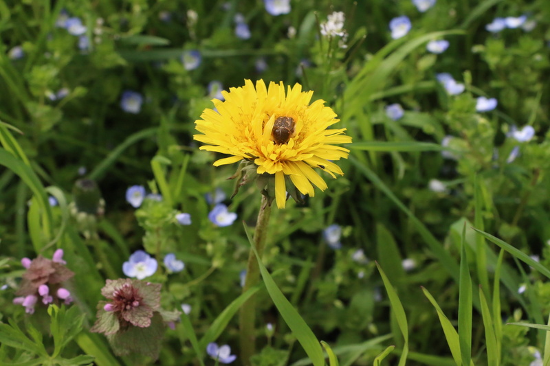 2K, spring, flowers, fragility, color, vulnerability, freshness, bombo, insects, yellow, nature, petal, flower, italy, flower head, plant, no people, forest