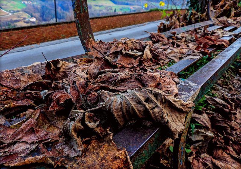 1080P, no people, falling, leaves, environment, dried, piemonte, bark, change, tree, wood, bench, outdoors, brown, field, high angle view, trunk