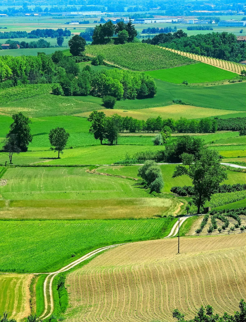 beauty in nature, green color, plantation, agriculture, cultivation, landscape, unesco, plow, italy, trail, field, view, prato, plant, trails, monferrato