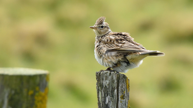 Skylark, outdoors, bird, Head, Explored, wildlife, Nikon D810, sparrow, small, cliffs, Seaford, Sussex Wildlife Trust, photography, nature, Tamron, brown