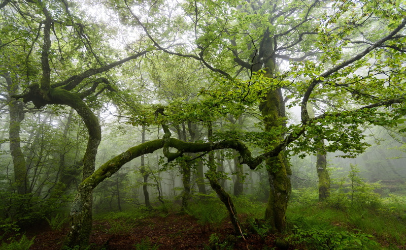 green, Hohneck, atmosphere, Forests, summer, Mountain, D810, trees, Spring, 2K, Forest, June, Landscape, 18-35mm, Vosges, alsace, Mist, humidity, Lightroom