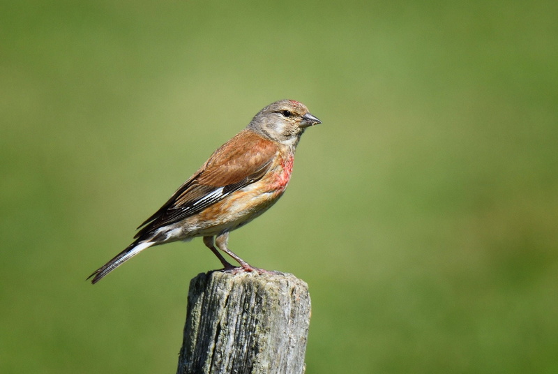 one Animal, animal, Linnet, Head, brown, wildlife, Explored, focus, outdoors, nature, bird Watching, Nikon D810, perching, 1080P, wood, brown wood, Seaford