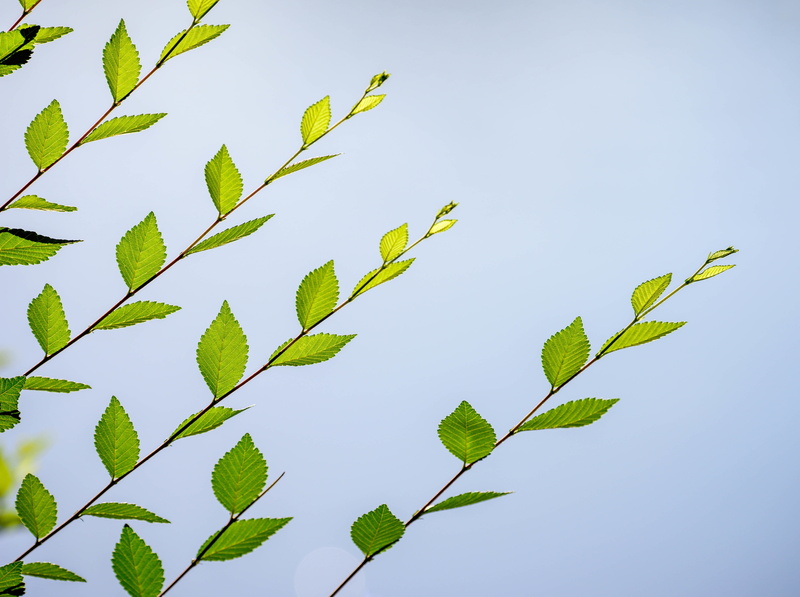 NikonD810, Green, Leaves, Photography, day, Vintage, Nature, nikon, sunlight, D810, low angle view, outdoors, Leaf, beauty in nature, Spring, growth, close-up