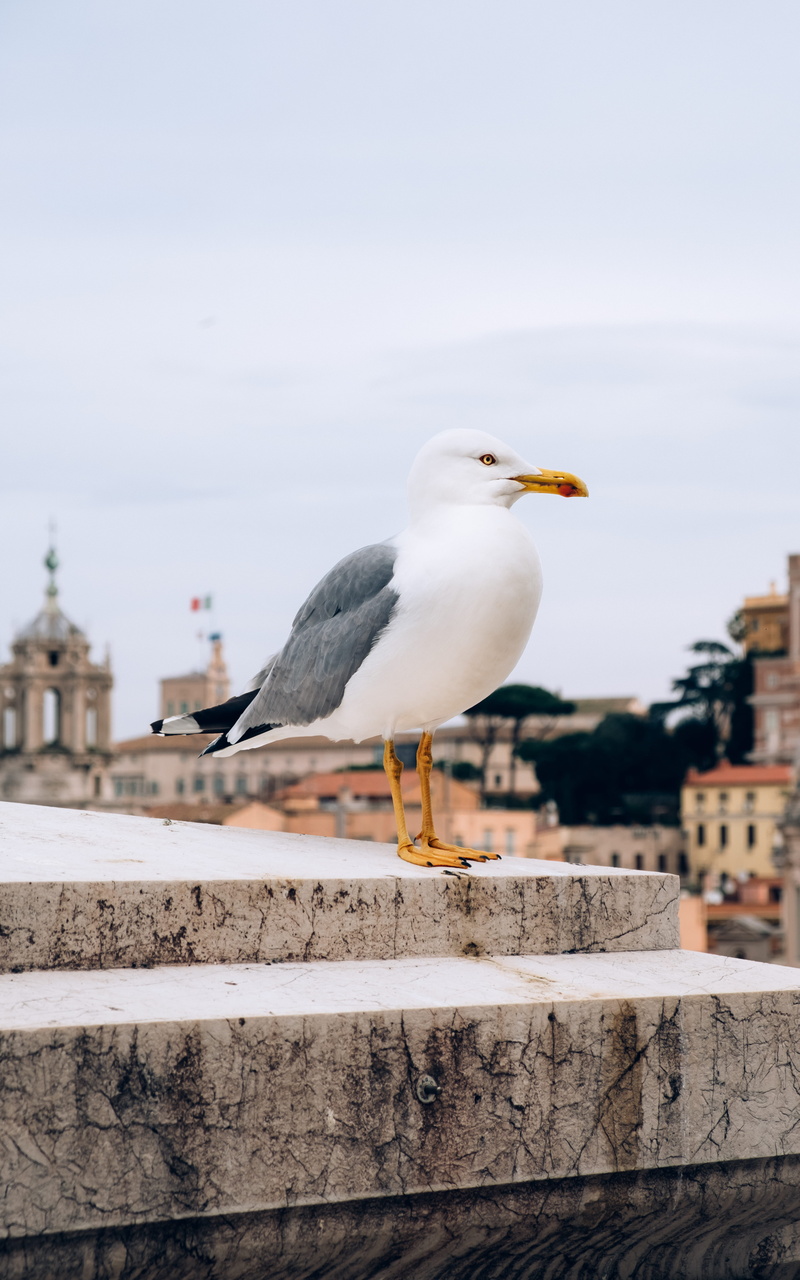 animals in the wild, white, rome, seagull, animal, building, day, flying, focus on foreground, beak, built structure, italy, altare della patria, outdoors