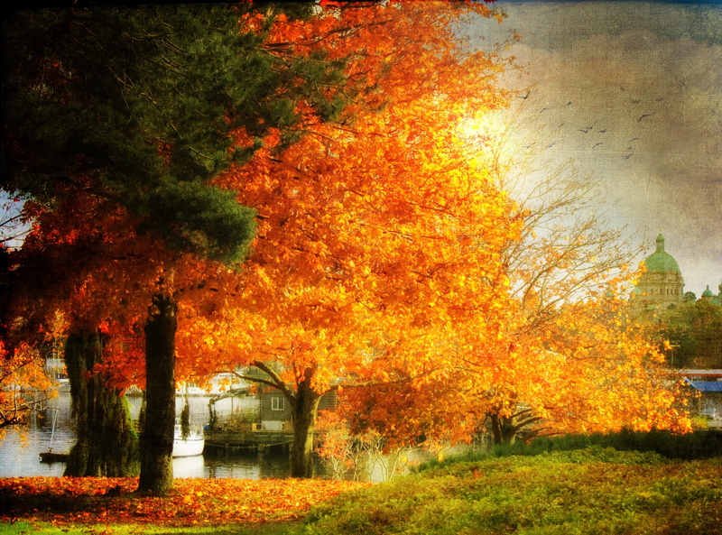 britishcolumbia, Victoria, tranquil scene, Canada, tranquility, nature, landscape, plant, built structure, Seasons, dreamy, orange color, outdoors, scenics - nature