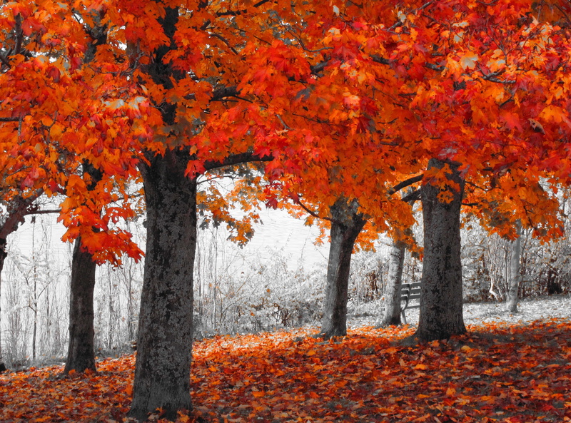 no people, 2K, tranquility, capital, Autumn, nature, orange color, series, autumn collection, land, britishcolumbia, Seasons, leaf, Canada, natural condition